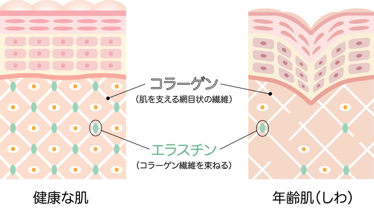 コラーゲン・エラスチン解説