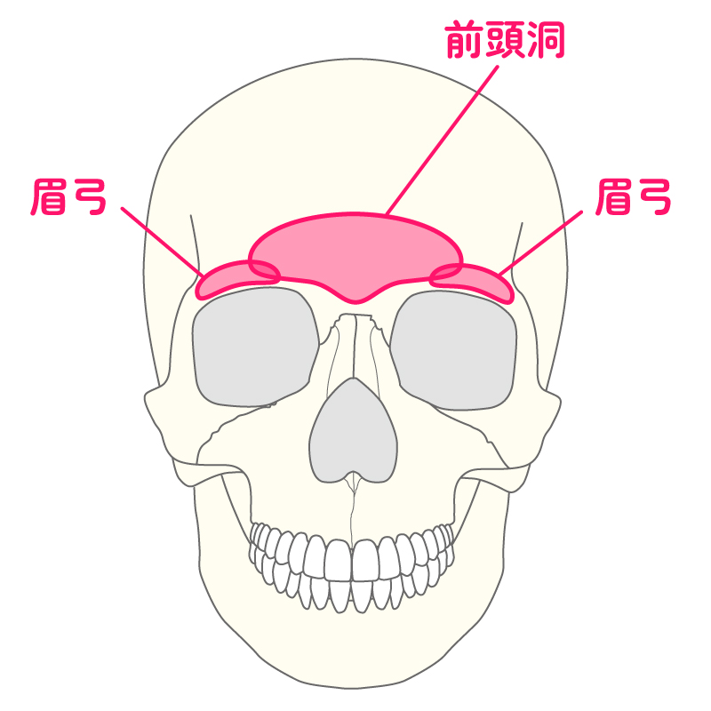 前頭洞・眉弓イラスト