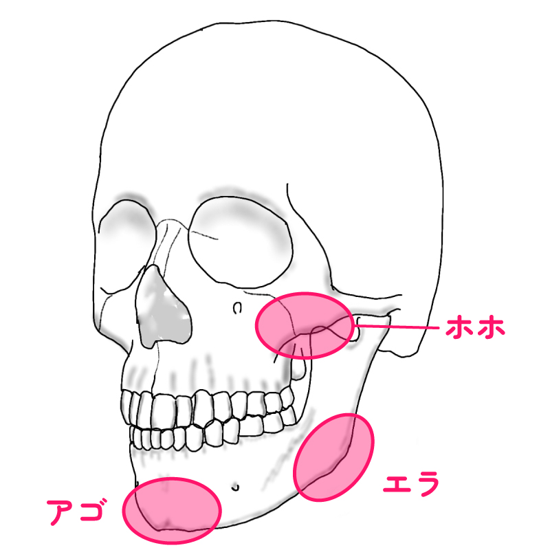 頬・エラ・顎の骨イメージ