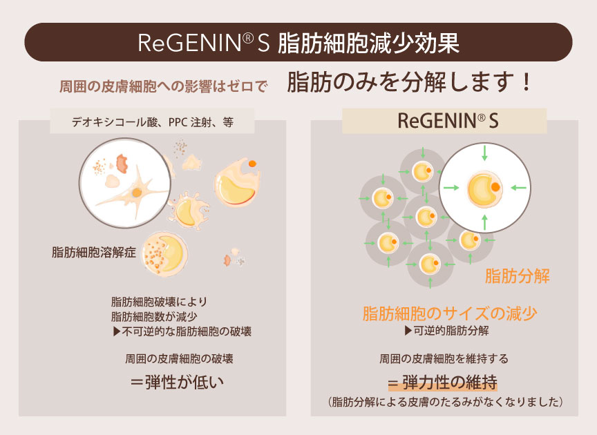 リジェニンSの脂肪細胞減少効果