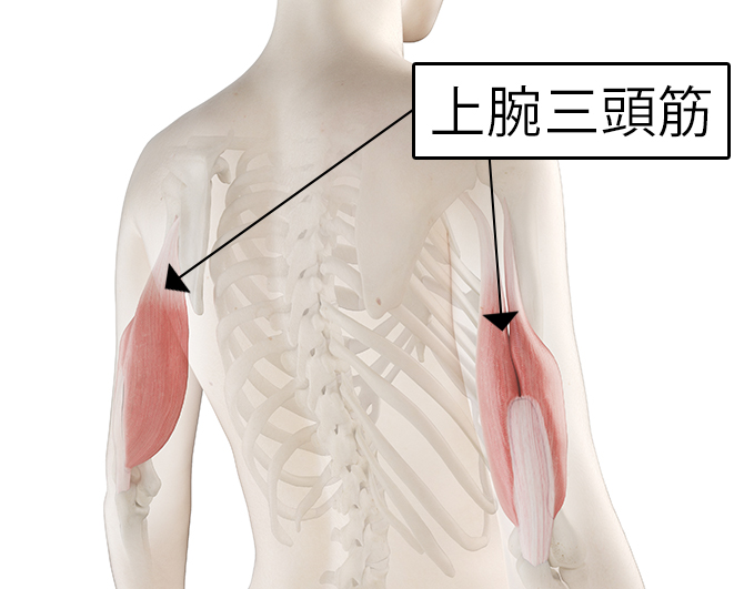 上腕三頭筋の場所イラスト